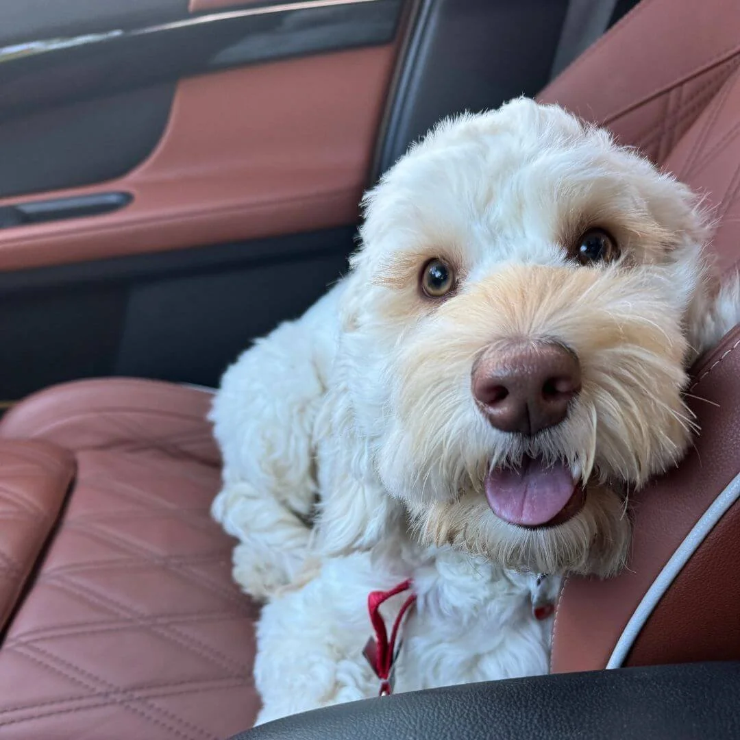White dog relaxing comfortably in a car during a solo ride