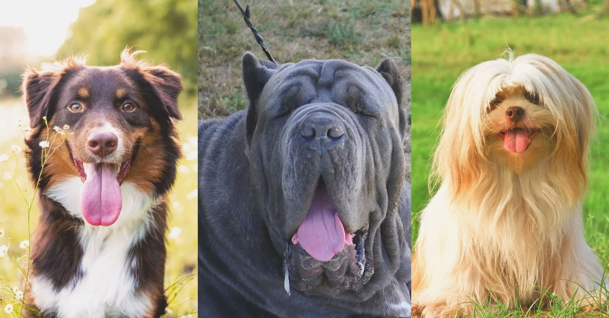 Three dogs with different sizes and coat types sitting together outdoors