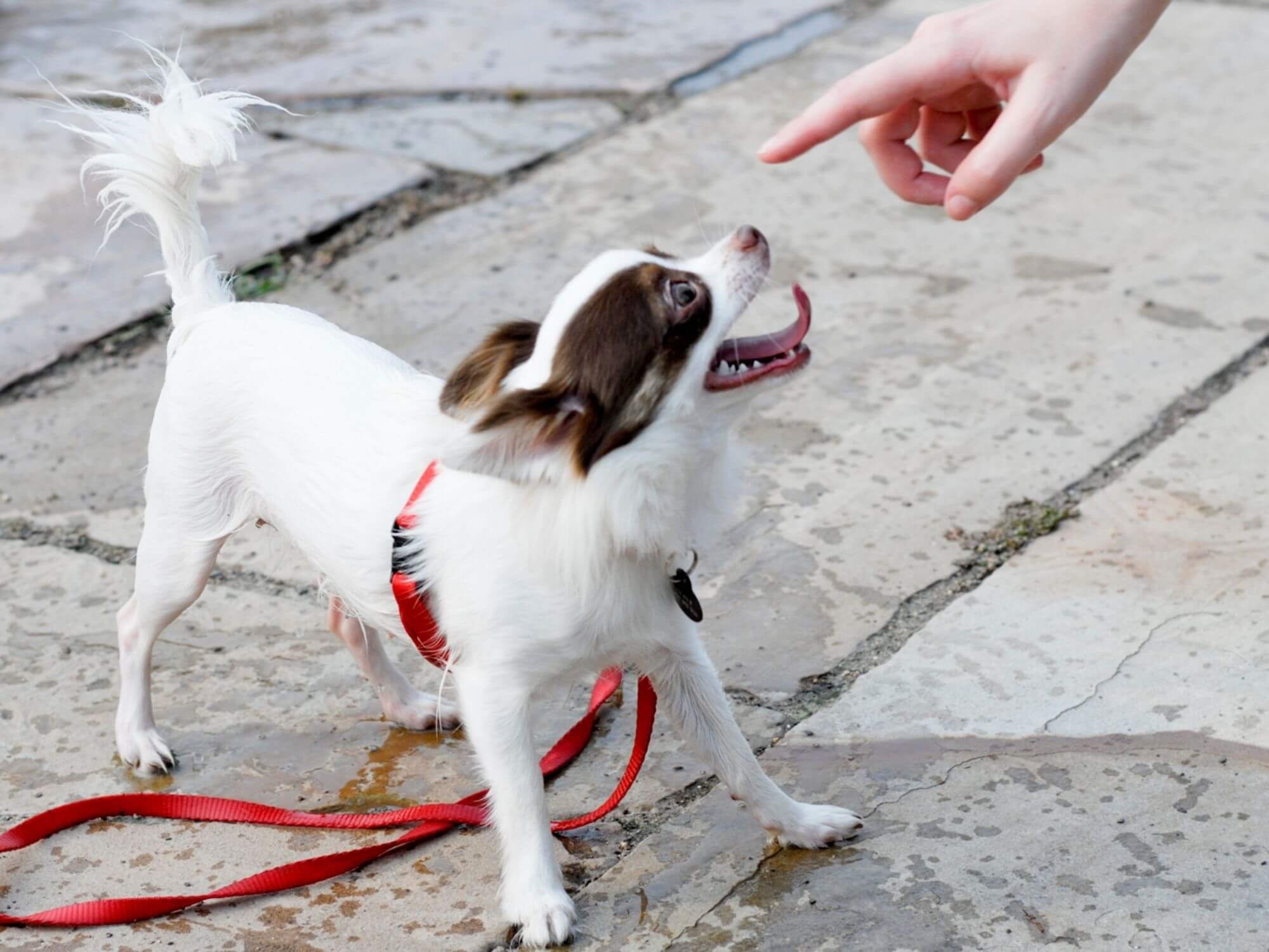 Dog showing fearful body language while a person points a finger at them.