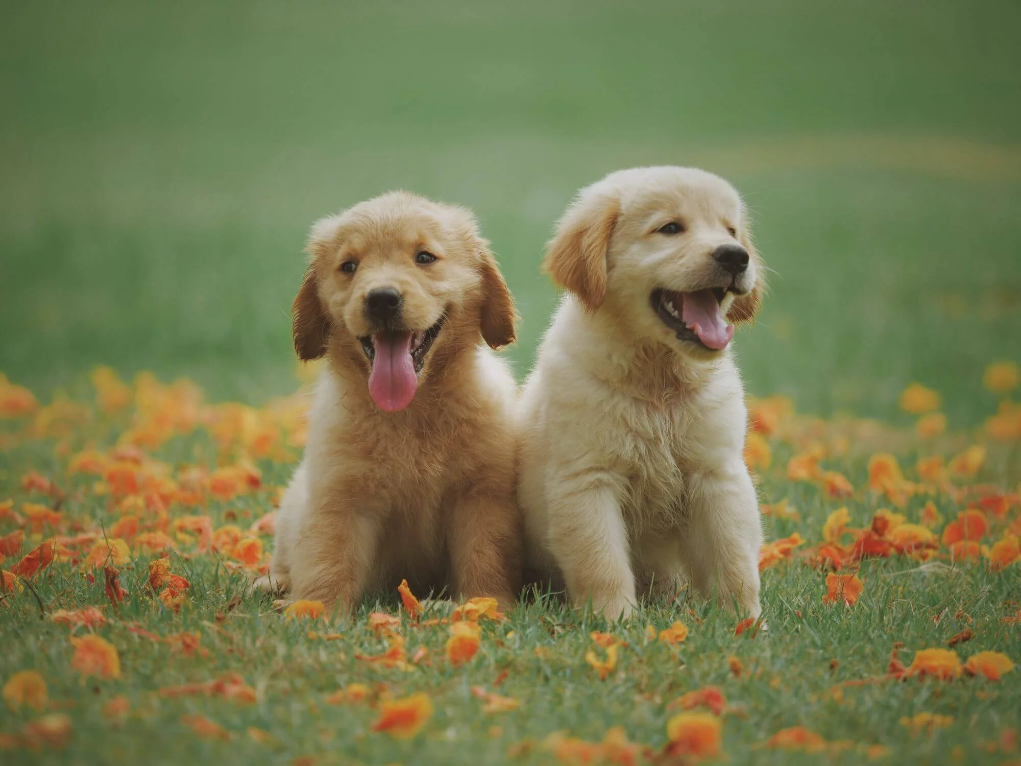 Two Golden Retriever puppies sitting in a field of flowers.