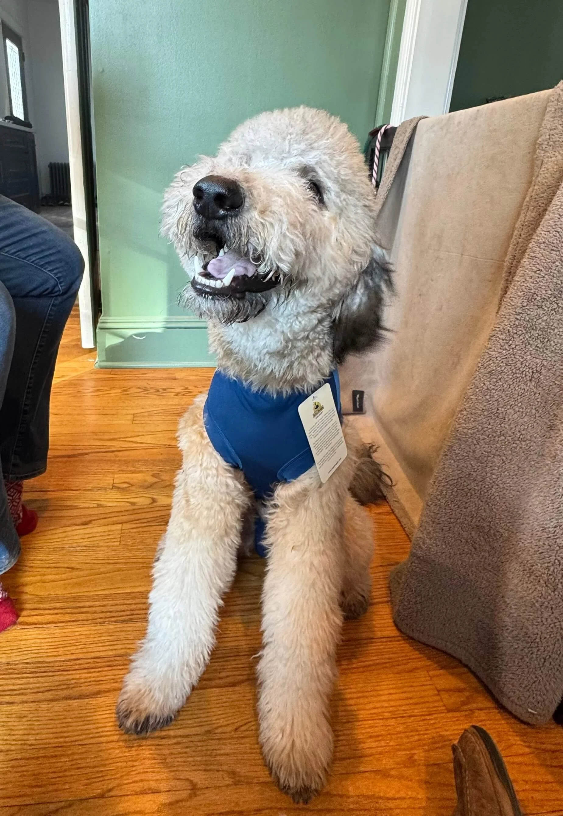 Wolfie, a fluffy white dog, sitting happily on a hardwood floor wearing a bright blue snug-fitting surgery recovery suit