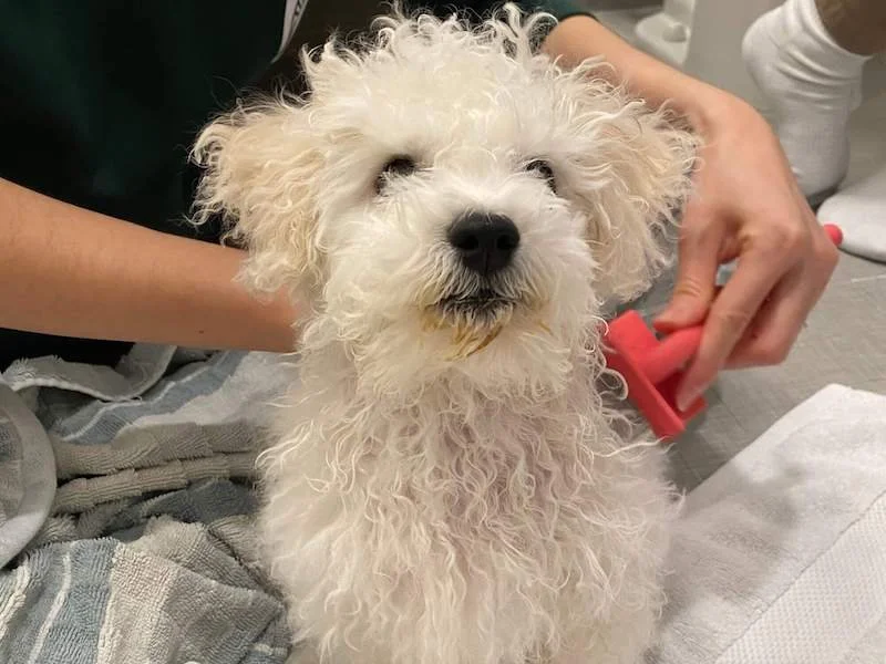 Puppy receiving cooperative care training during brushing with peanut butter as a reward