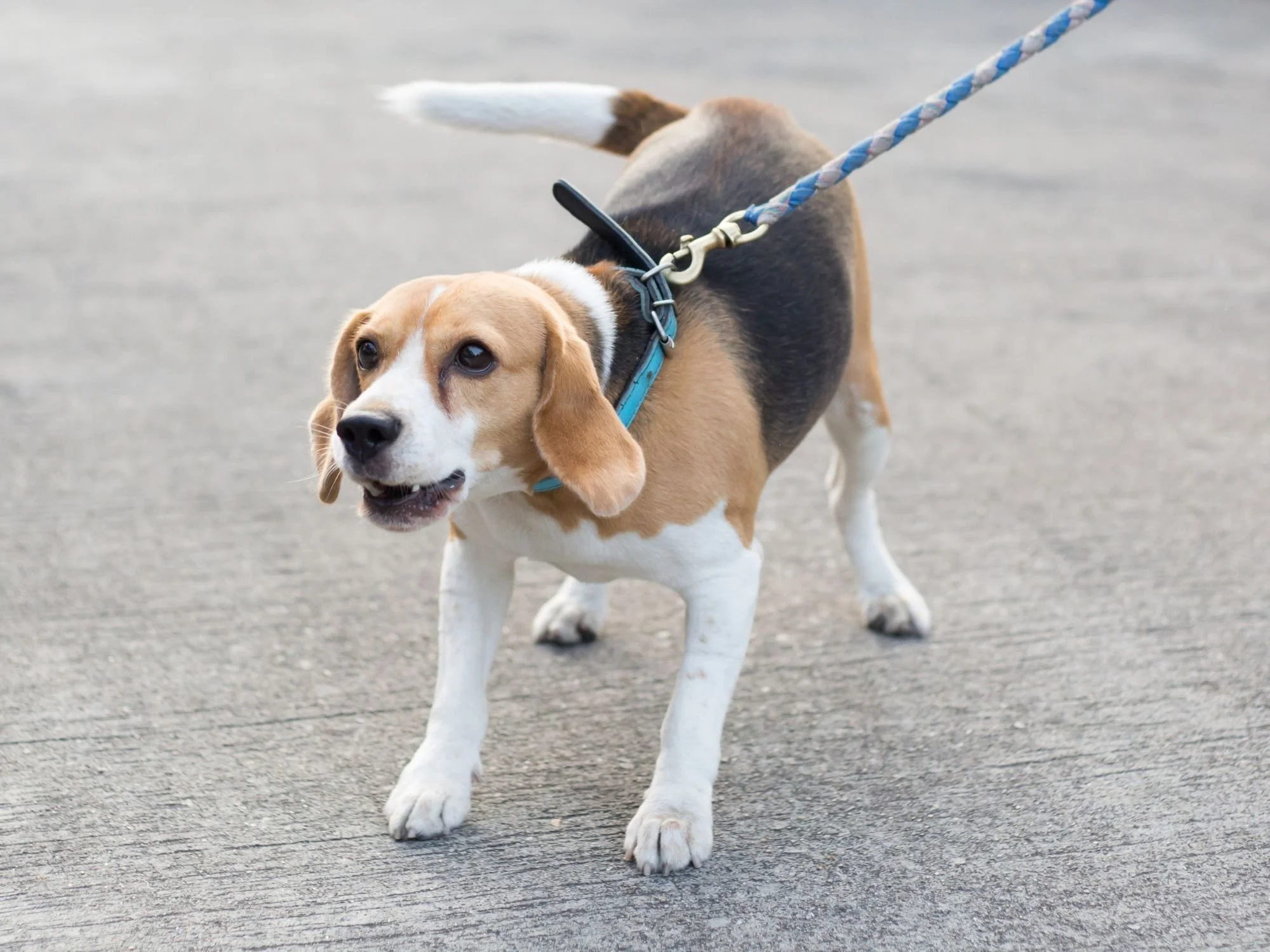 Beagle on leash leans back with a stiff posture and fixed gaze, showing discomfort.