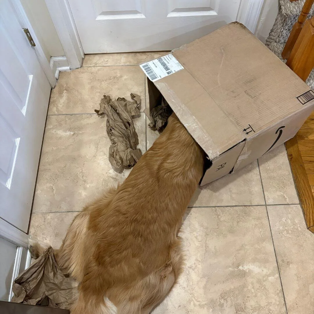 Golden Retriever with its head buried in a cardboard box filled with brown packing paper for a DIY dog enrichment activity.
