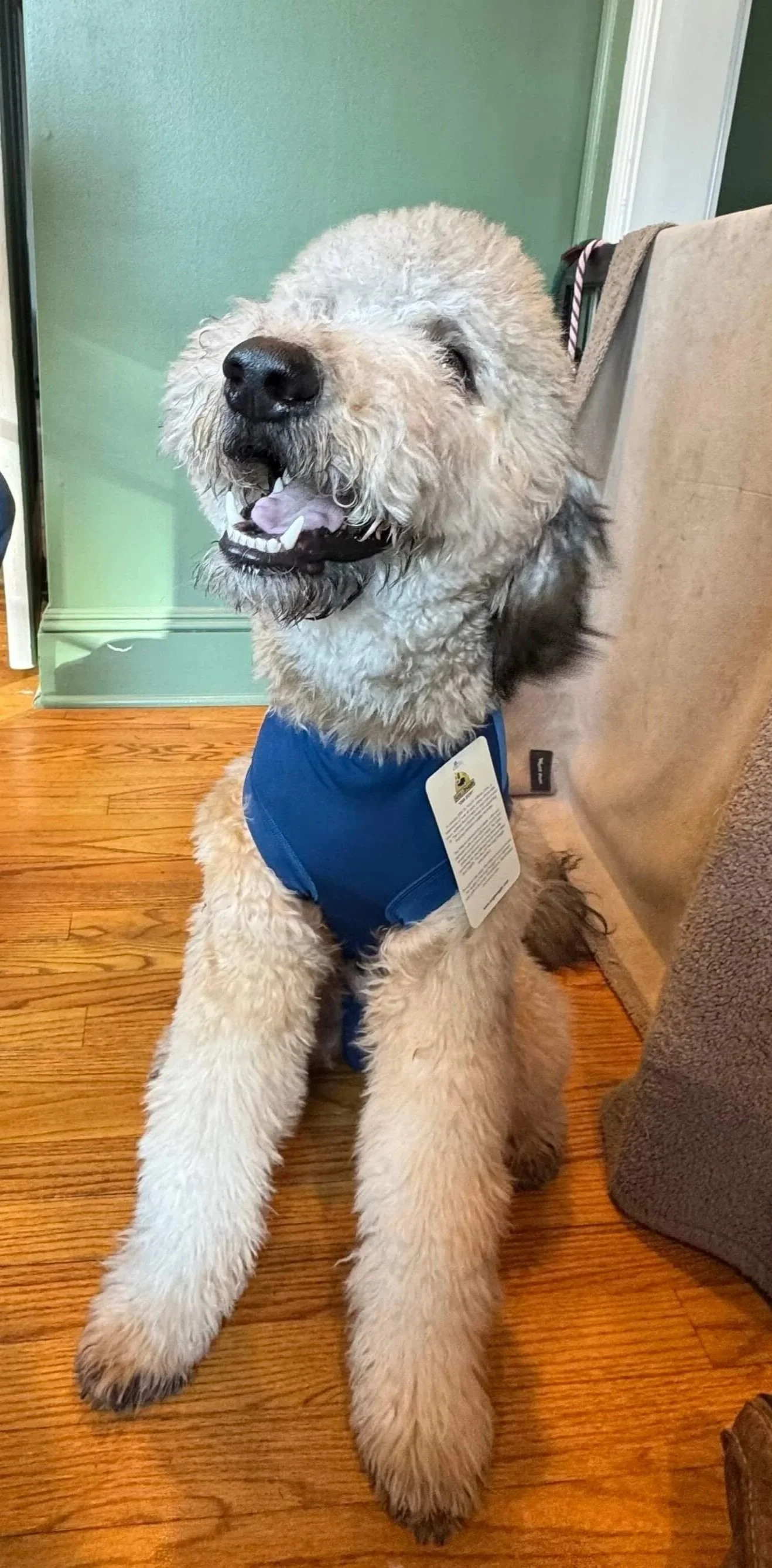Dog wearing a recovery suit instead of a cone after surgery to stay comfortable and calm at home.