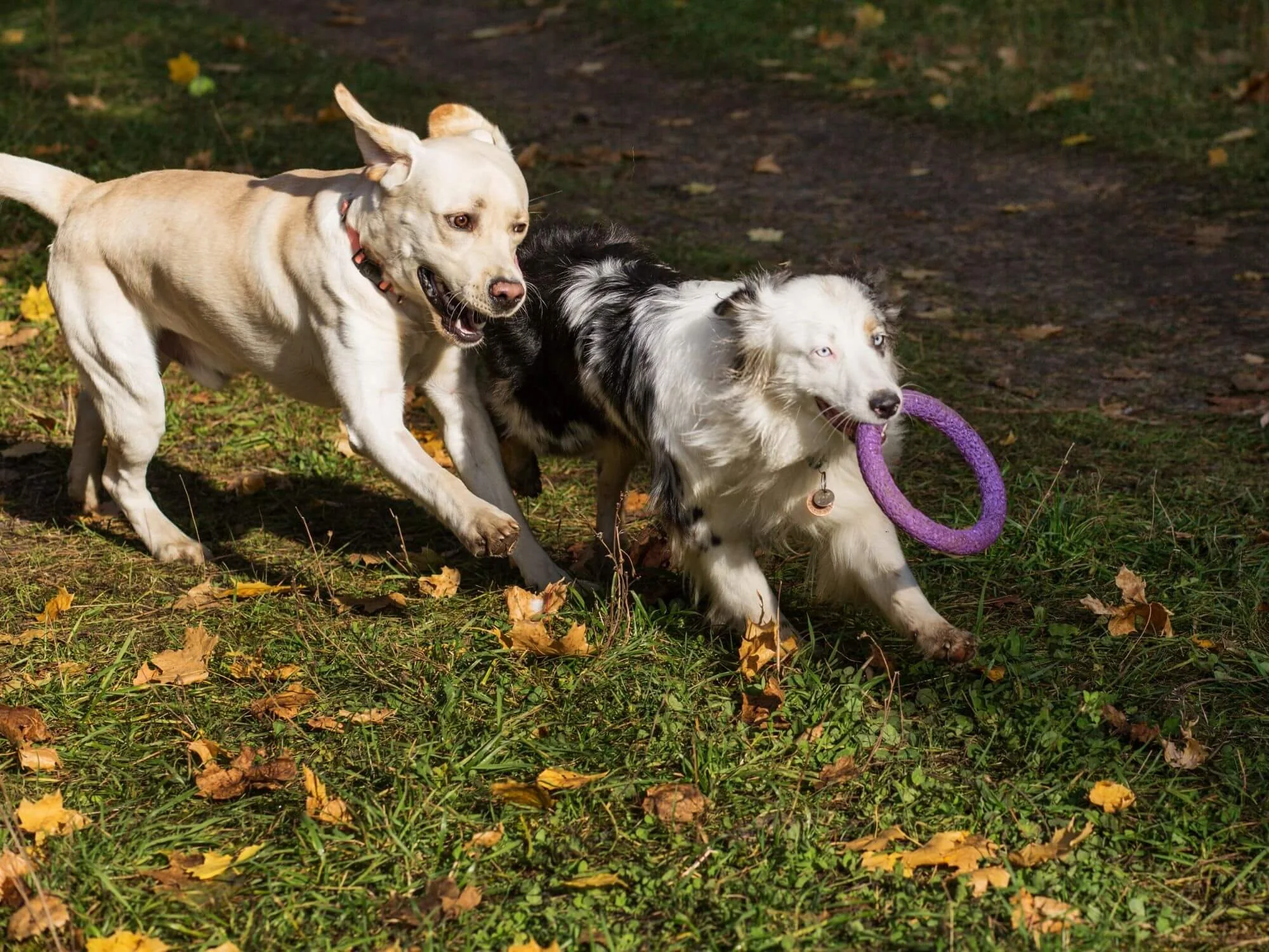 Labrador chasing an Australian Shepherd carrying a purple ring toy