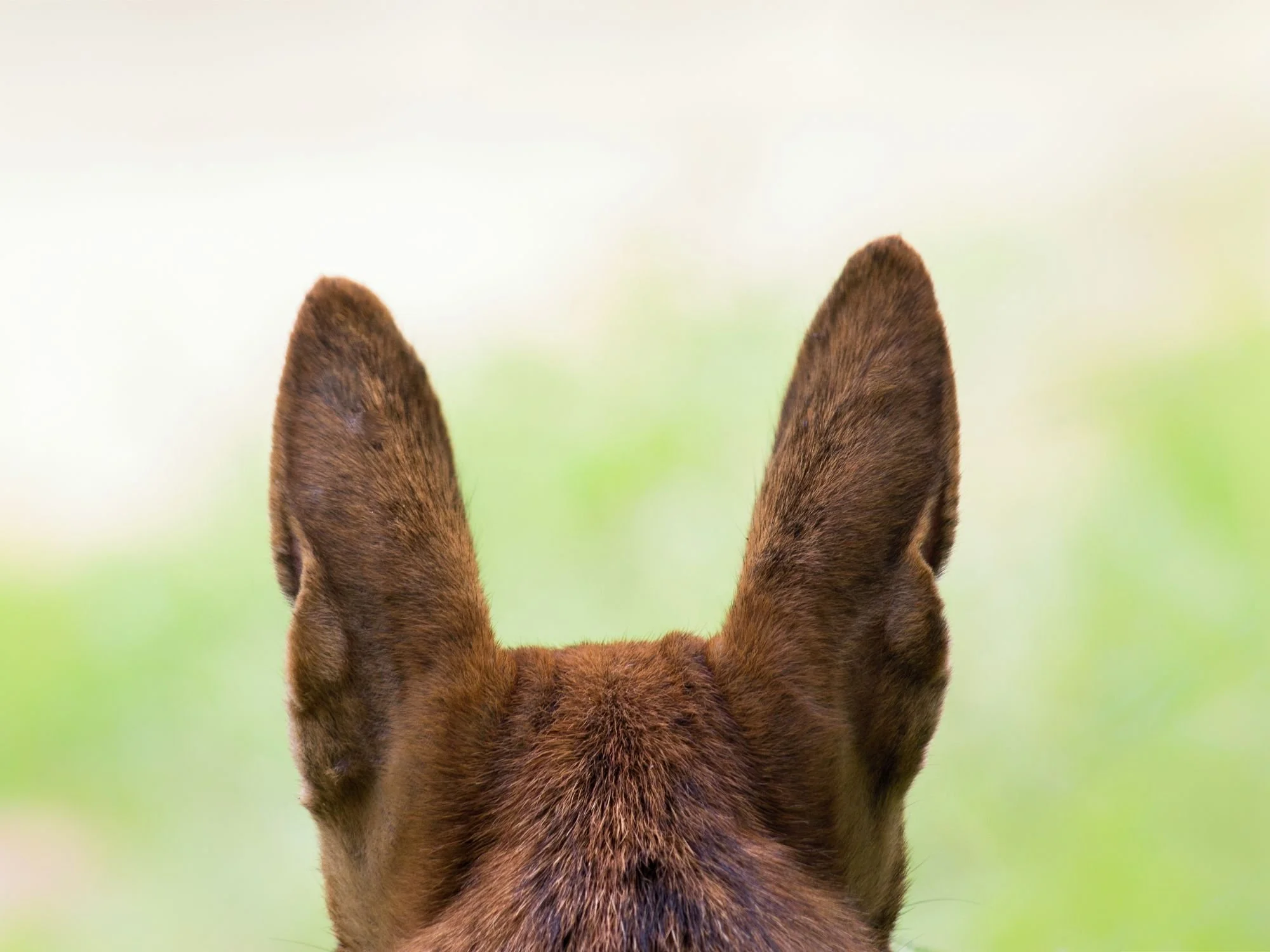Dog’s erect ears positioned to detect sound