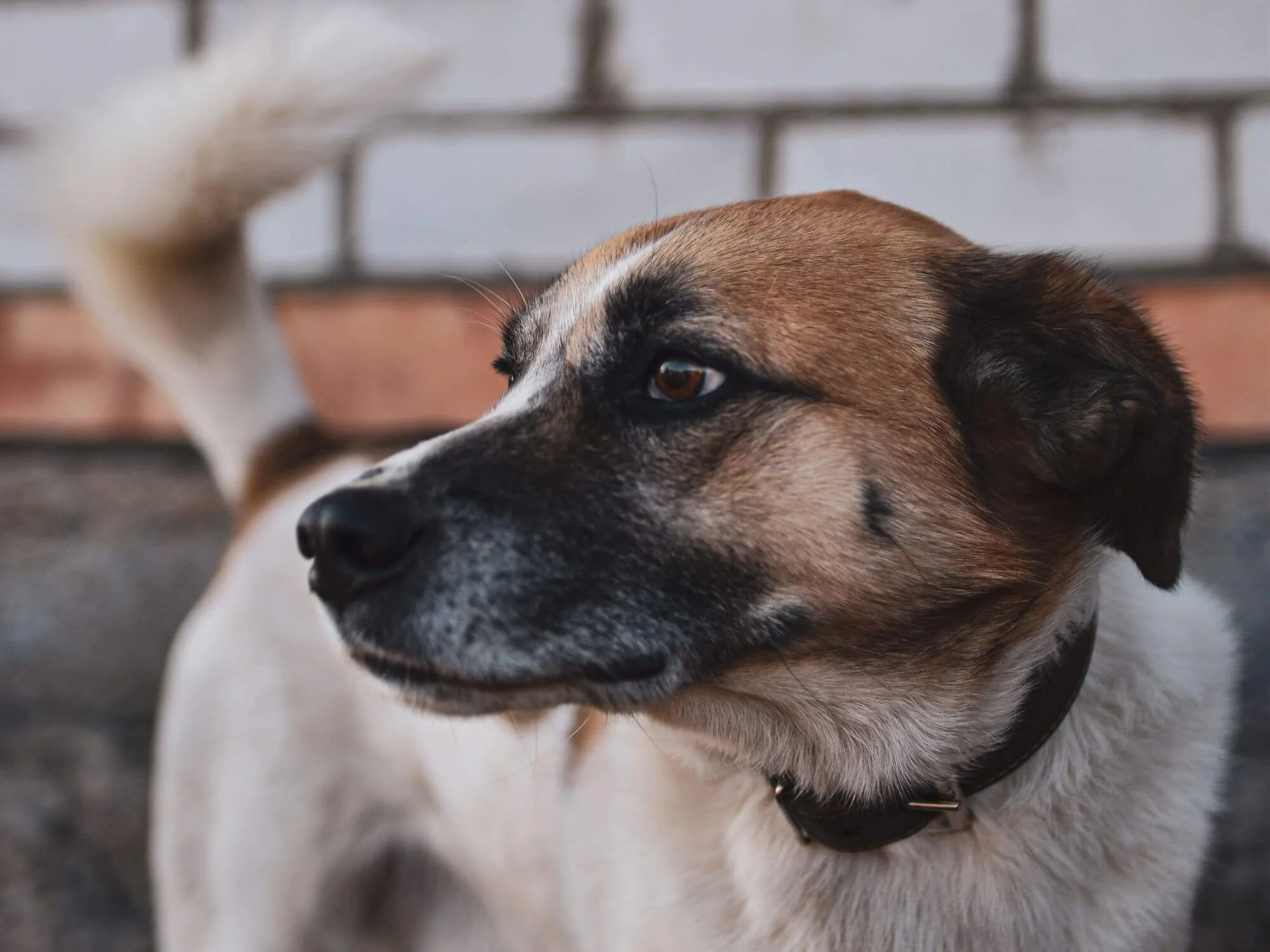 Dog wagging tail while showing tense body language and hard eyes