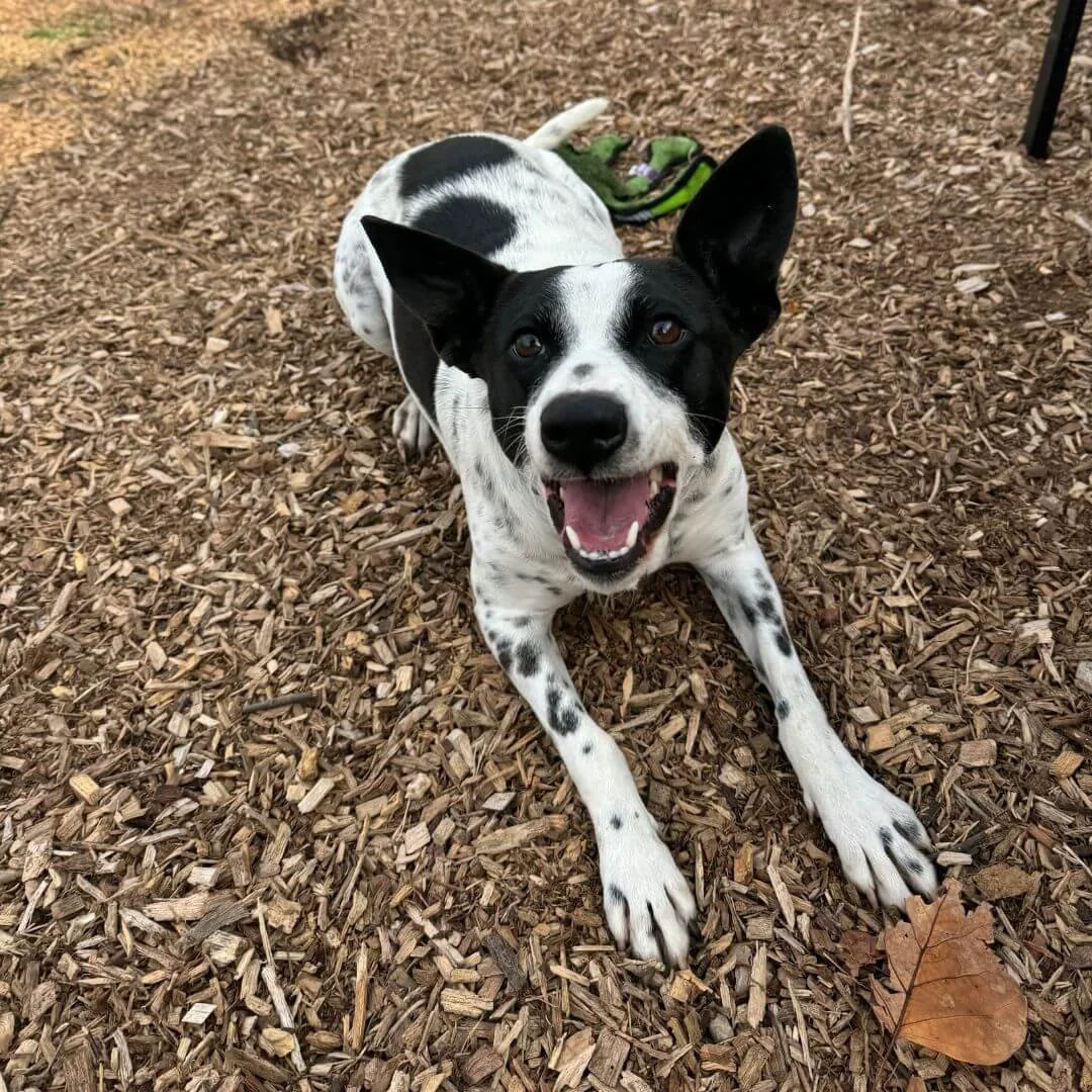Rescue heeler mix lying in a down position during training