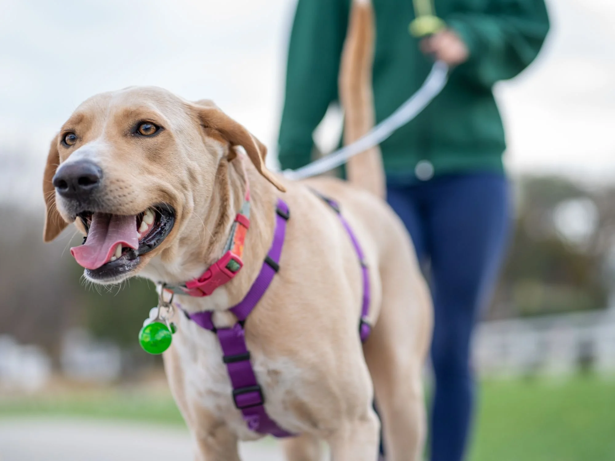Dog on leash leans forward with a loose body posture, soft eyes, and open mouth.