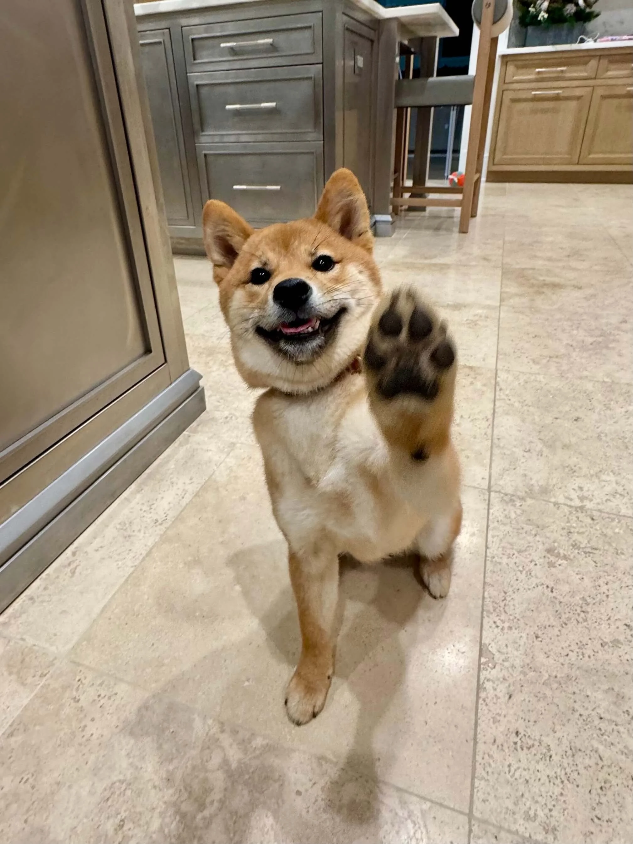 A Shiba Inu puppy successfully performing a "high-five" trick during an in-home training session.
