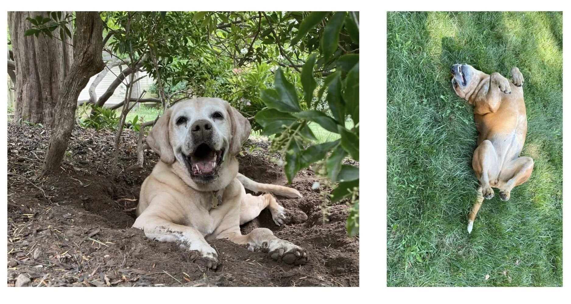 Dog lying in a dirt hole and another dog rolling in grass