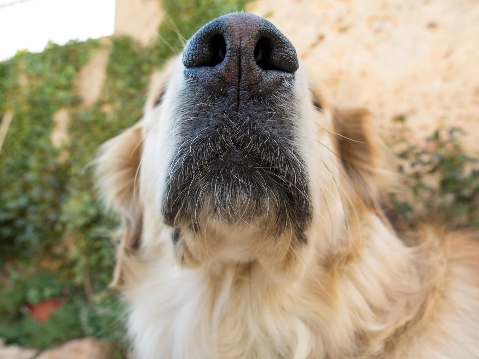 Close-up of a dog’s nose used for detecting scent