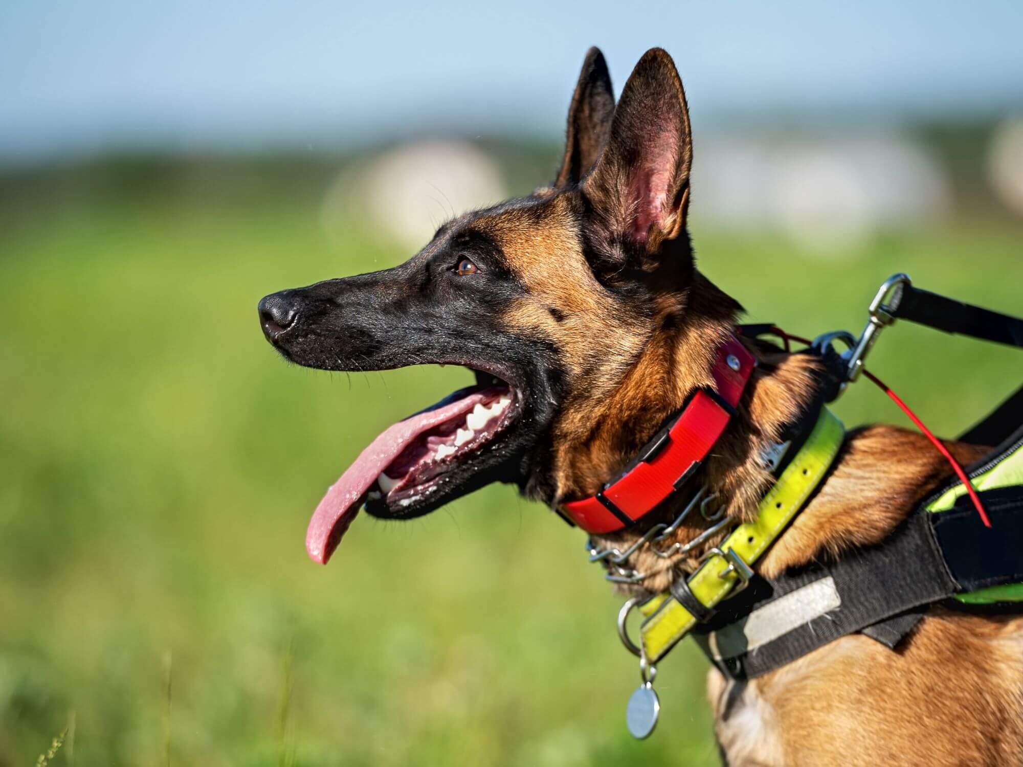 German Shepherd wearing a prong collar and e-collar during training