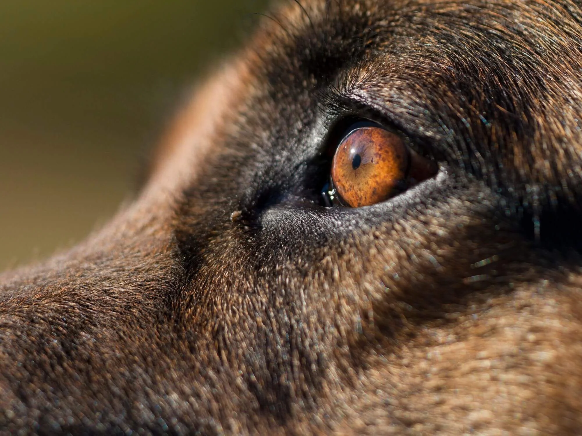 Close-up of a dog’s eye adapted for movement detection