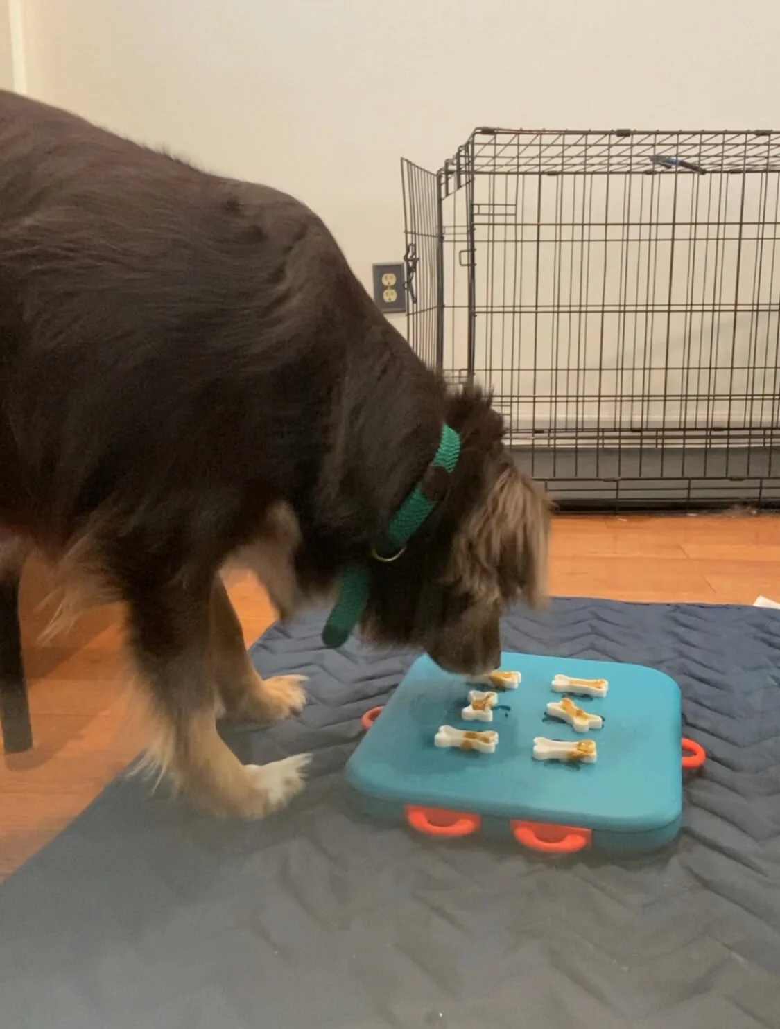 Australian Shepherd using a food puzzle for enrichment.