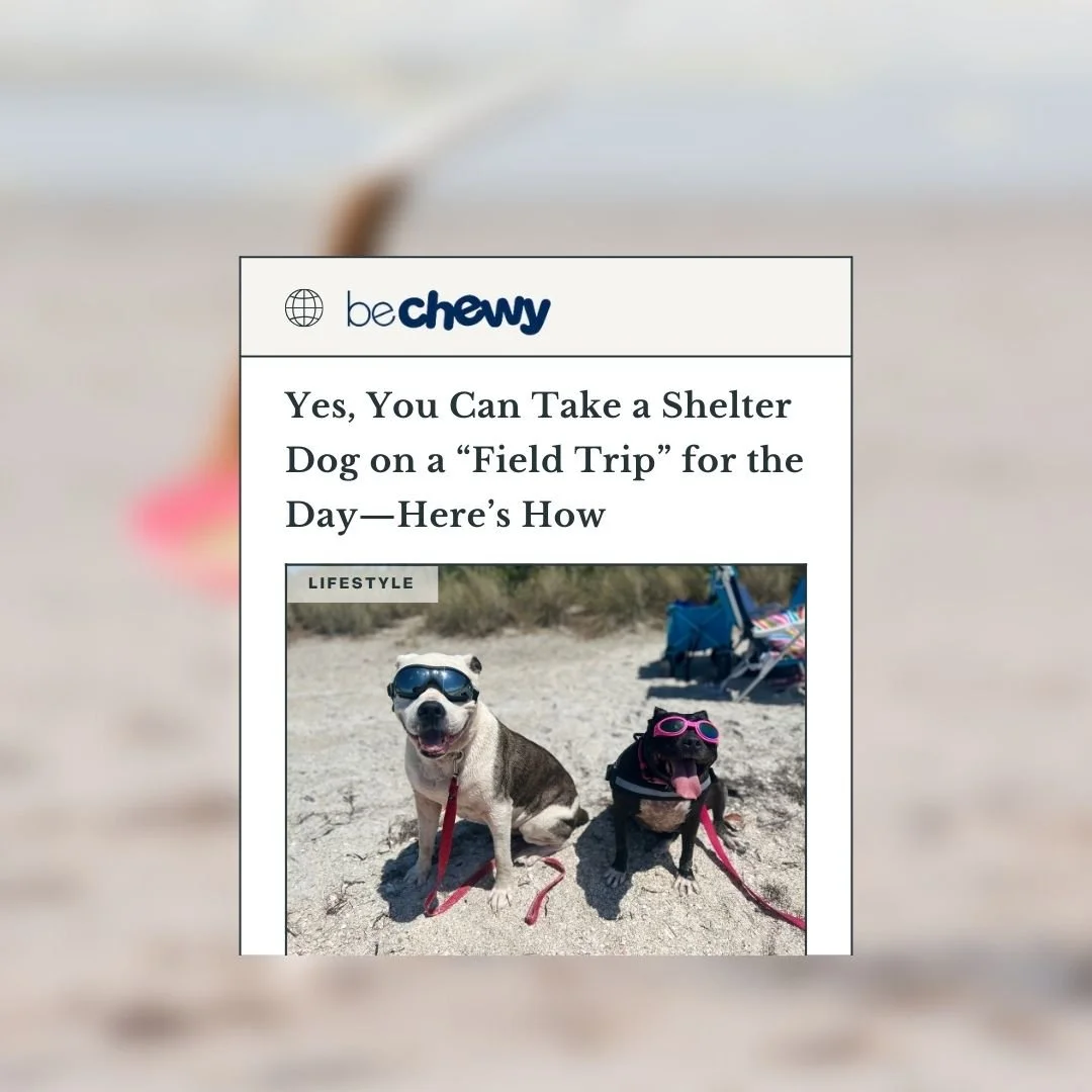 Featured in Be Chewy: An article with expert contributions from Mind Body Paws on dog behavior.
