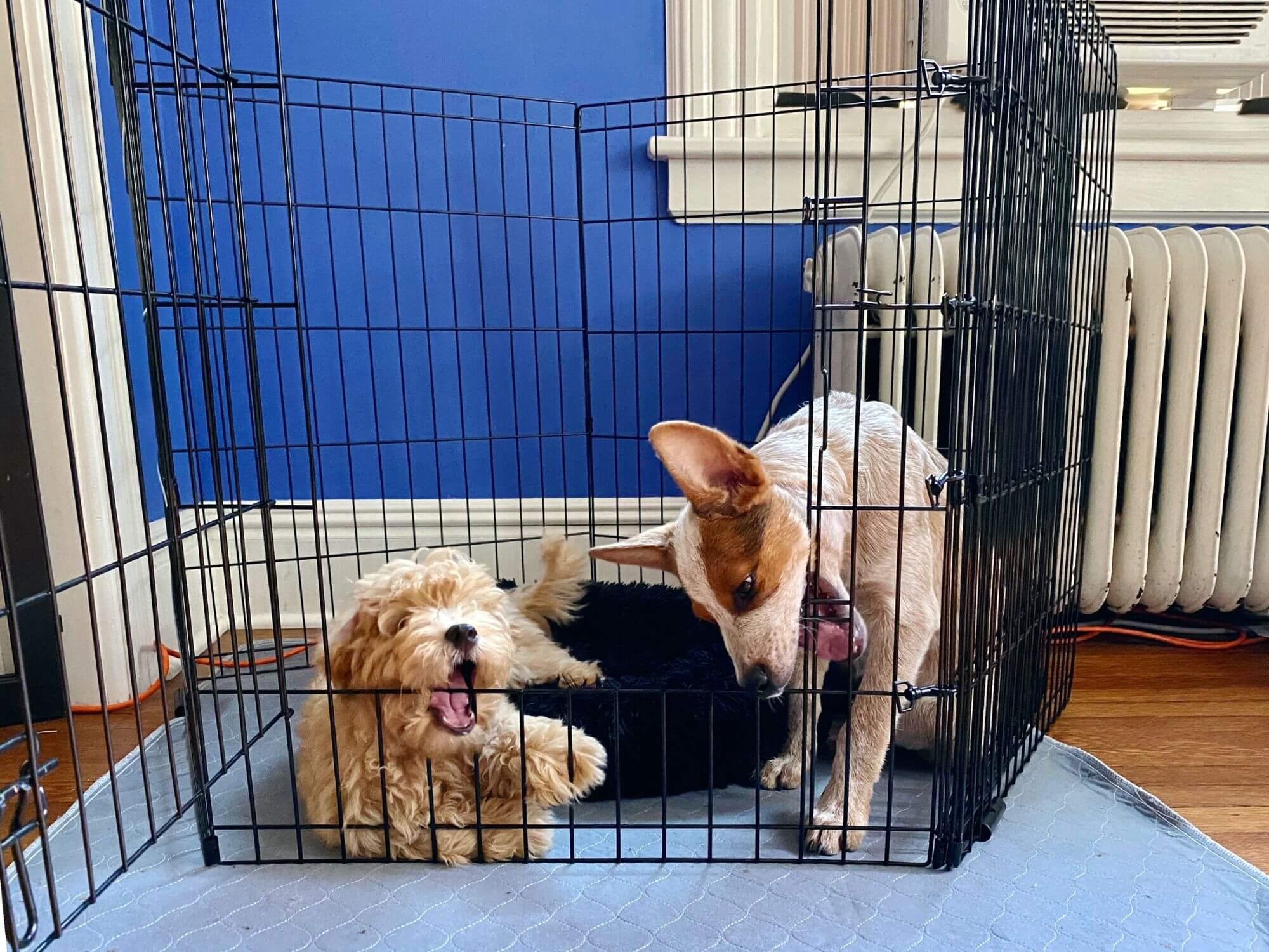 Two puppies inside a wire enclosure with a bed and reusable pad, chewing on the crate during teething.