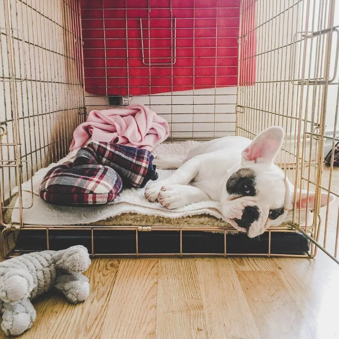 puppy resting inside a crate with toys and blanket