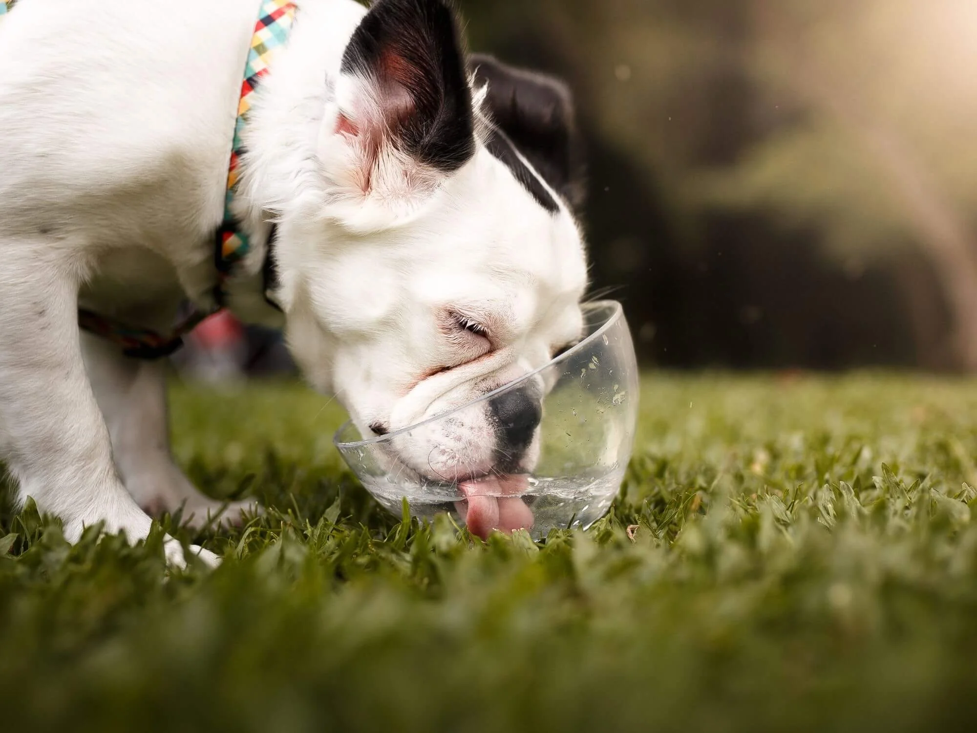 Dog drinking water after exercise, signaling a potty break will be needed soon