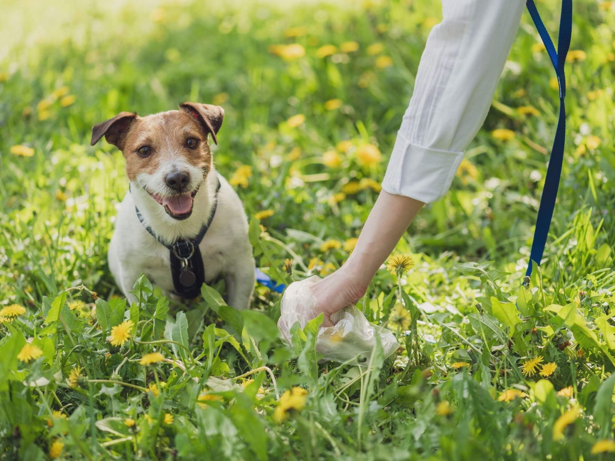 Dog owner accompanying rescue dog on leash during a potty break