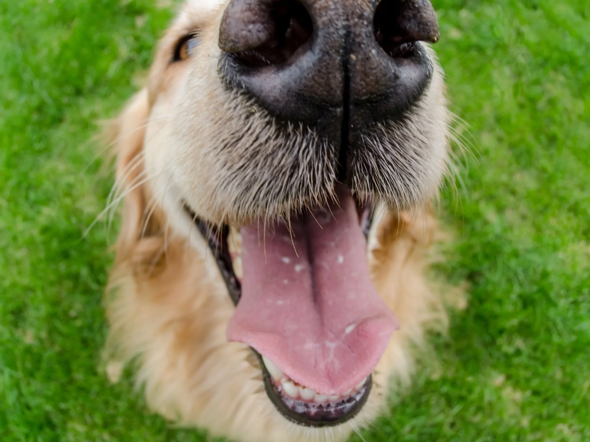 Dog’s open mouth showing teeth and tongue used for eating