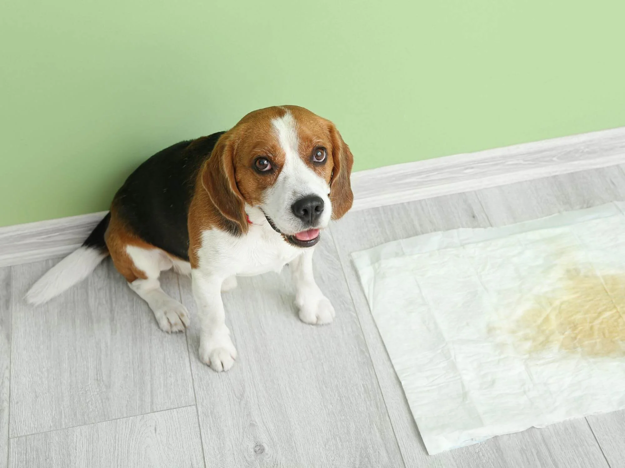 Dog using a pee pad in a designated indoor potty area