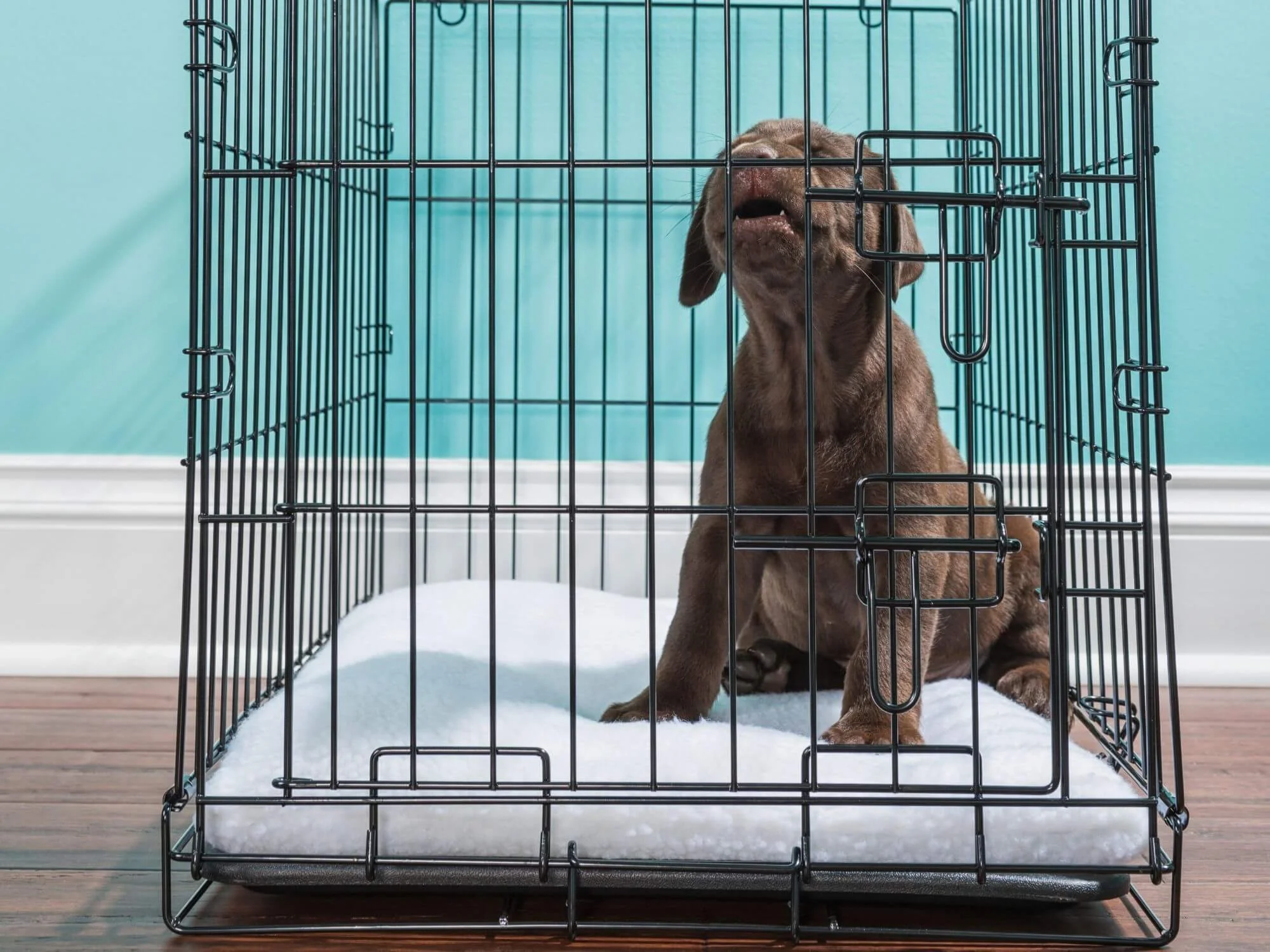 Puppy crying inside a wire crate