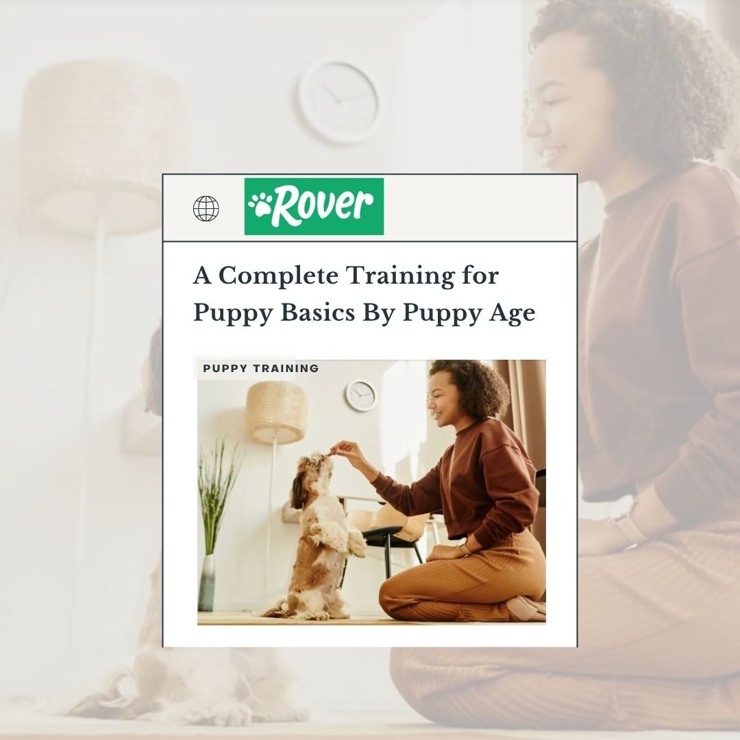 Rover - Puppy Potty Training Basics.jpg
