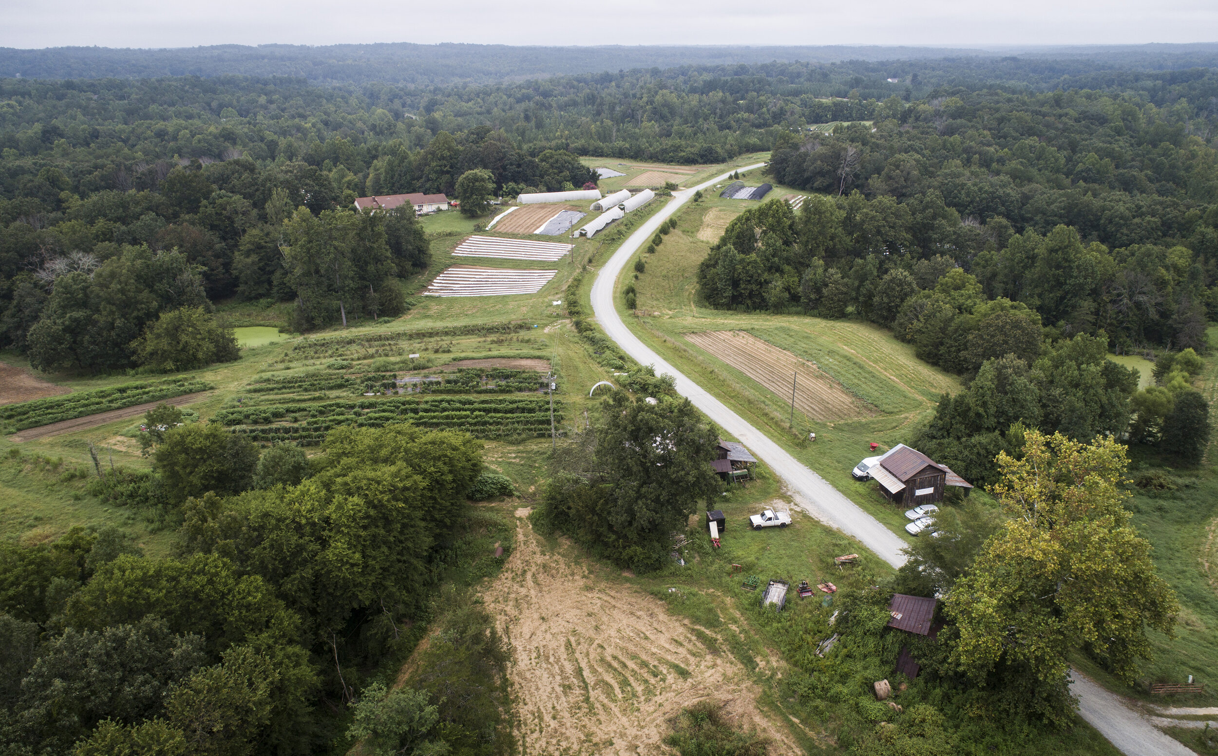 Honey Bee Hills