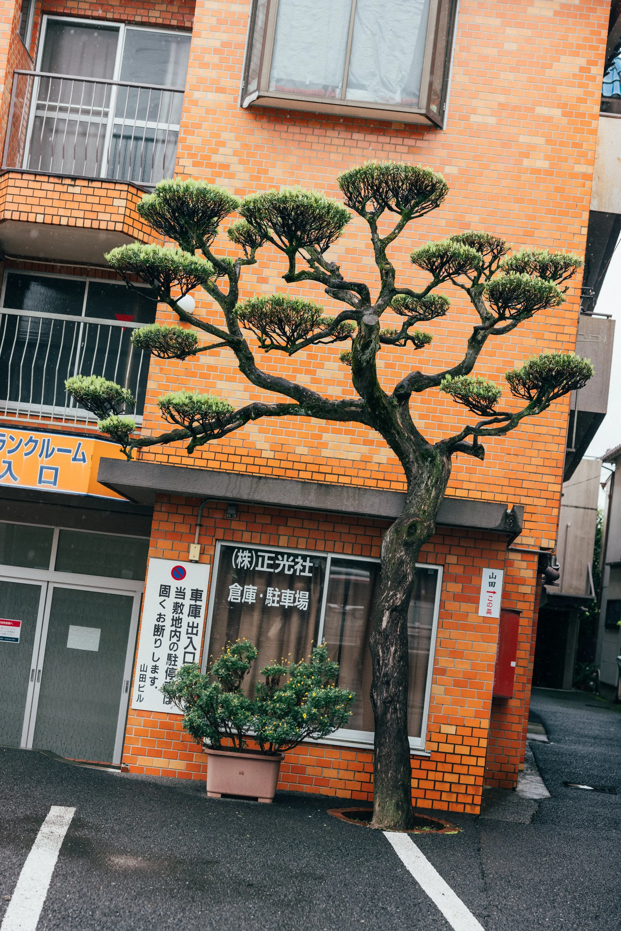 Tokyo_Japan_20230507_AlinaTsvor-244.jpg