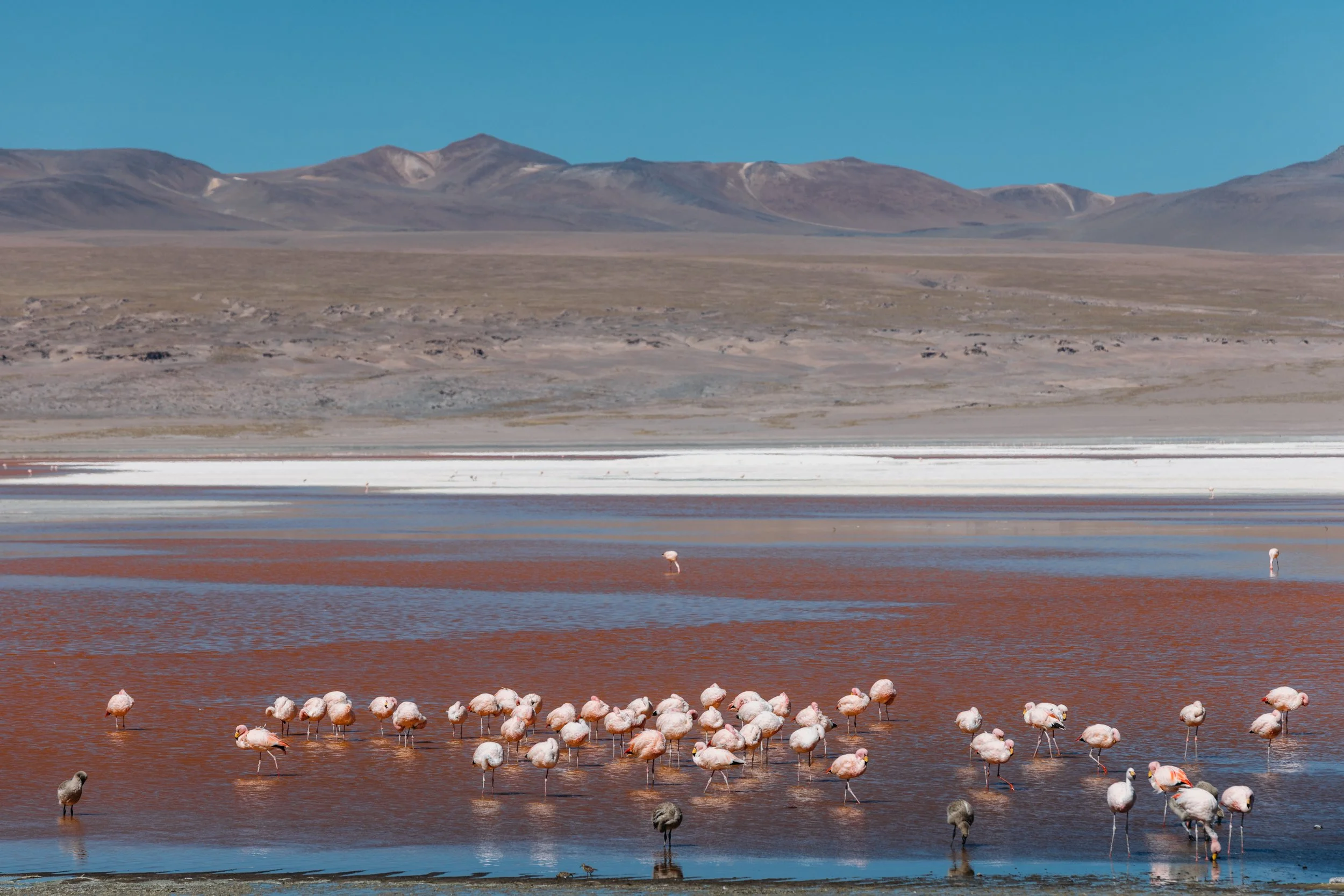 Bolivia_20220414_Alina-Tsvor-557.jpg