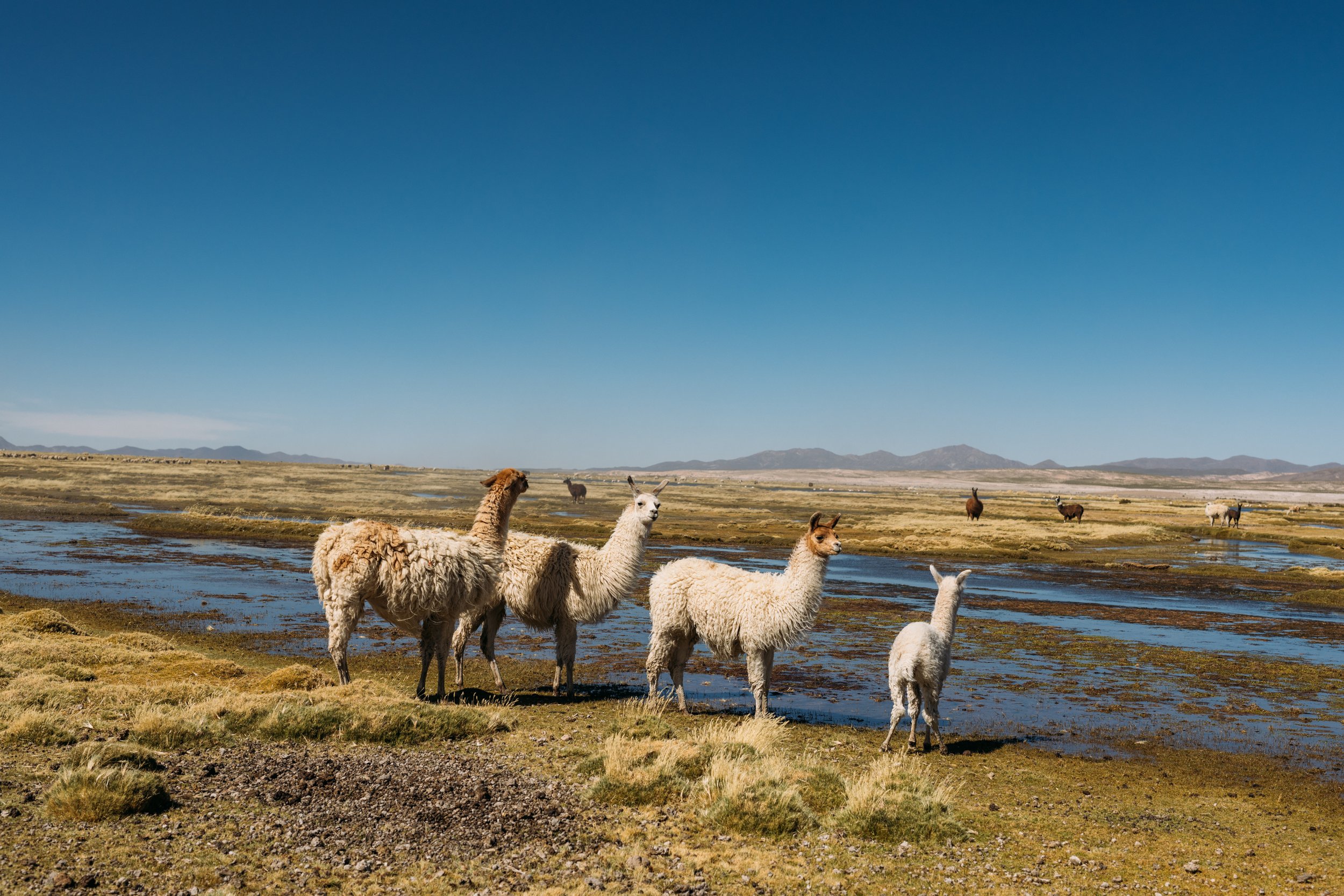 Potosi-Bolivia_20220413_Alina-Tsvor-386.jpg