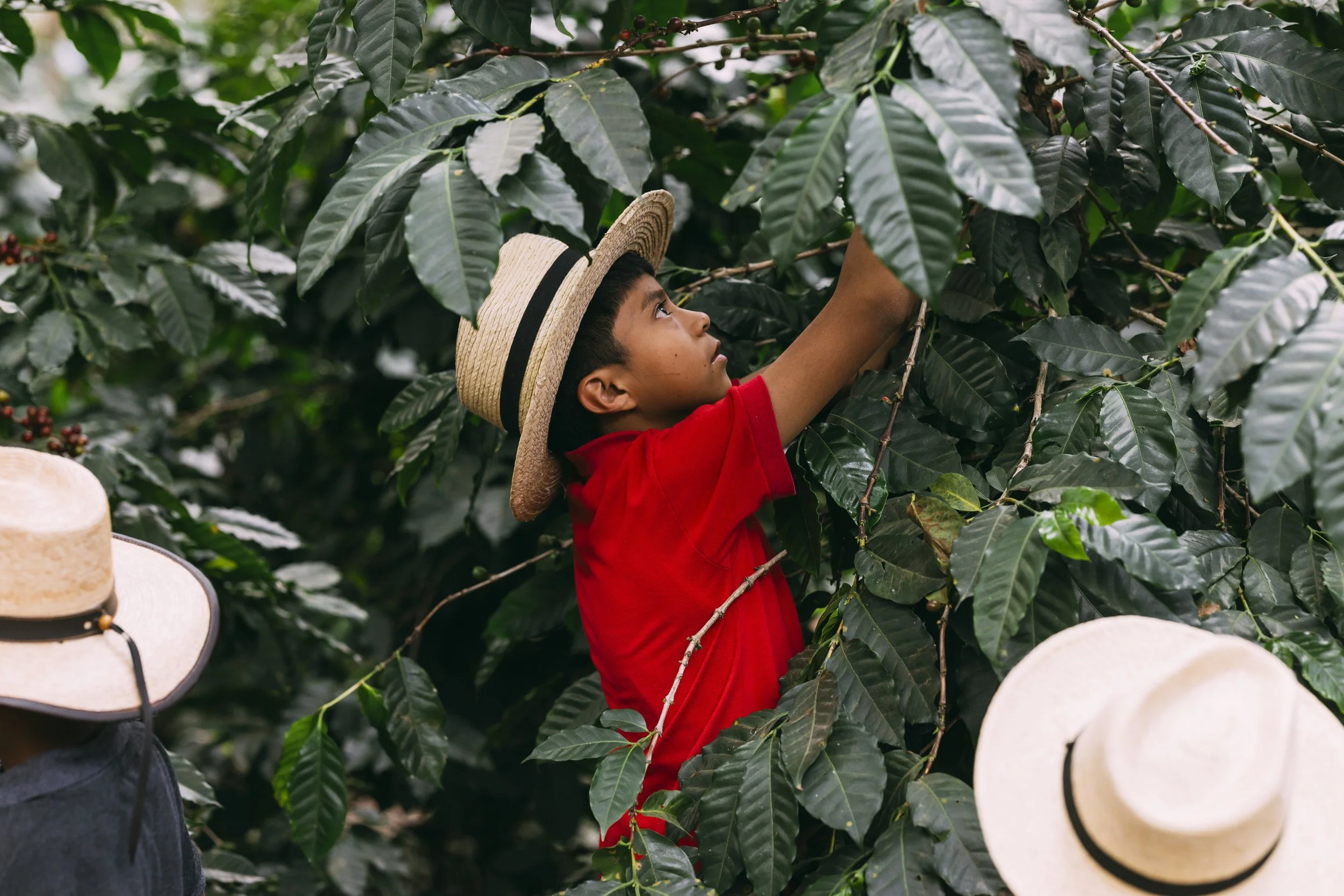 Flashpack_2025_Guatemala_Coffee_Farm_Visit_Alina_Tsvor9352.jpg