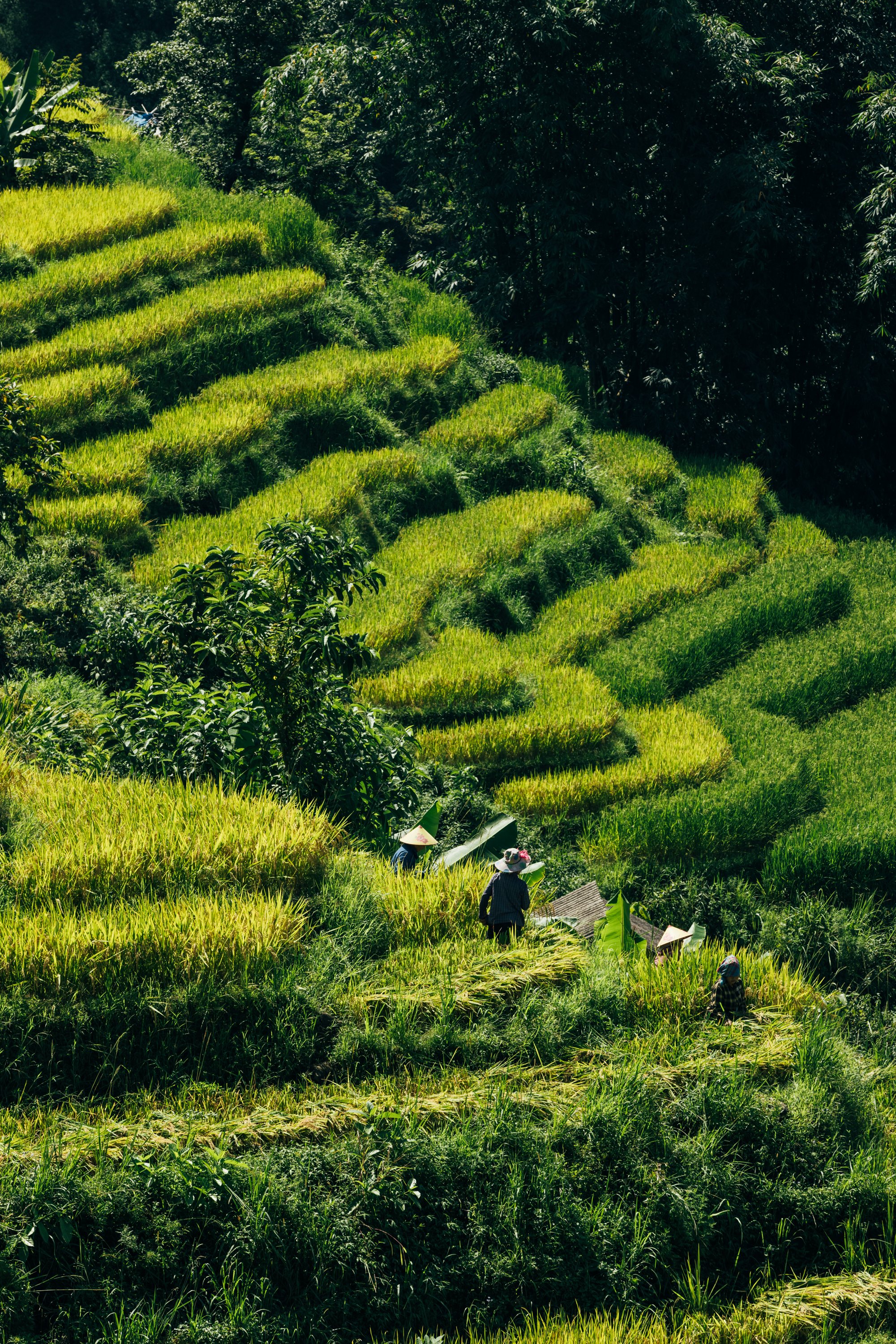 Sapa_Vietnam_20230822 (Alina Tsvor)-607.jpg