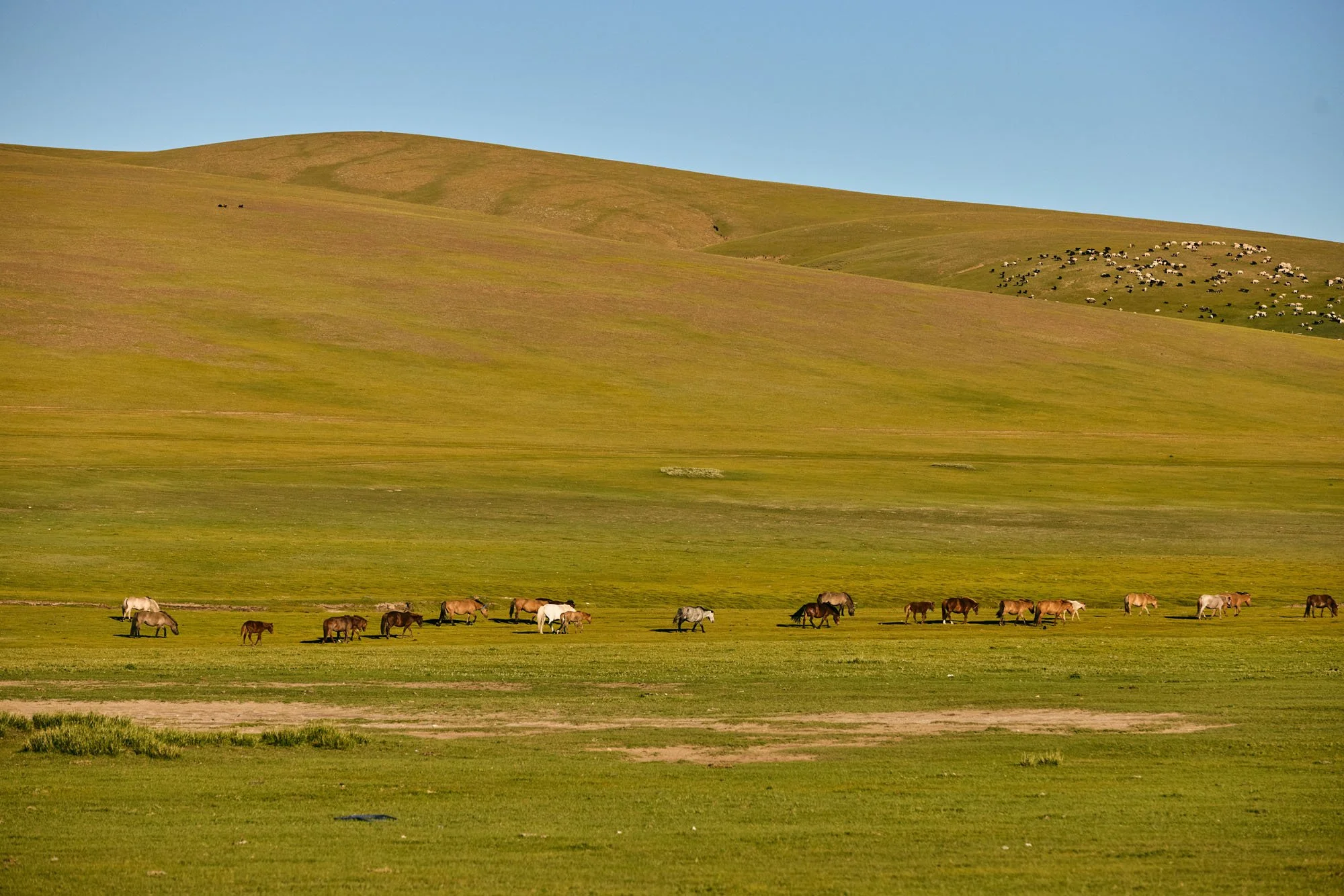Orkhon_River_Valley_Mongolia_20260910_Alina-Tsvor_0868.jpg