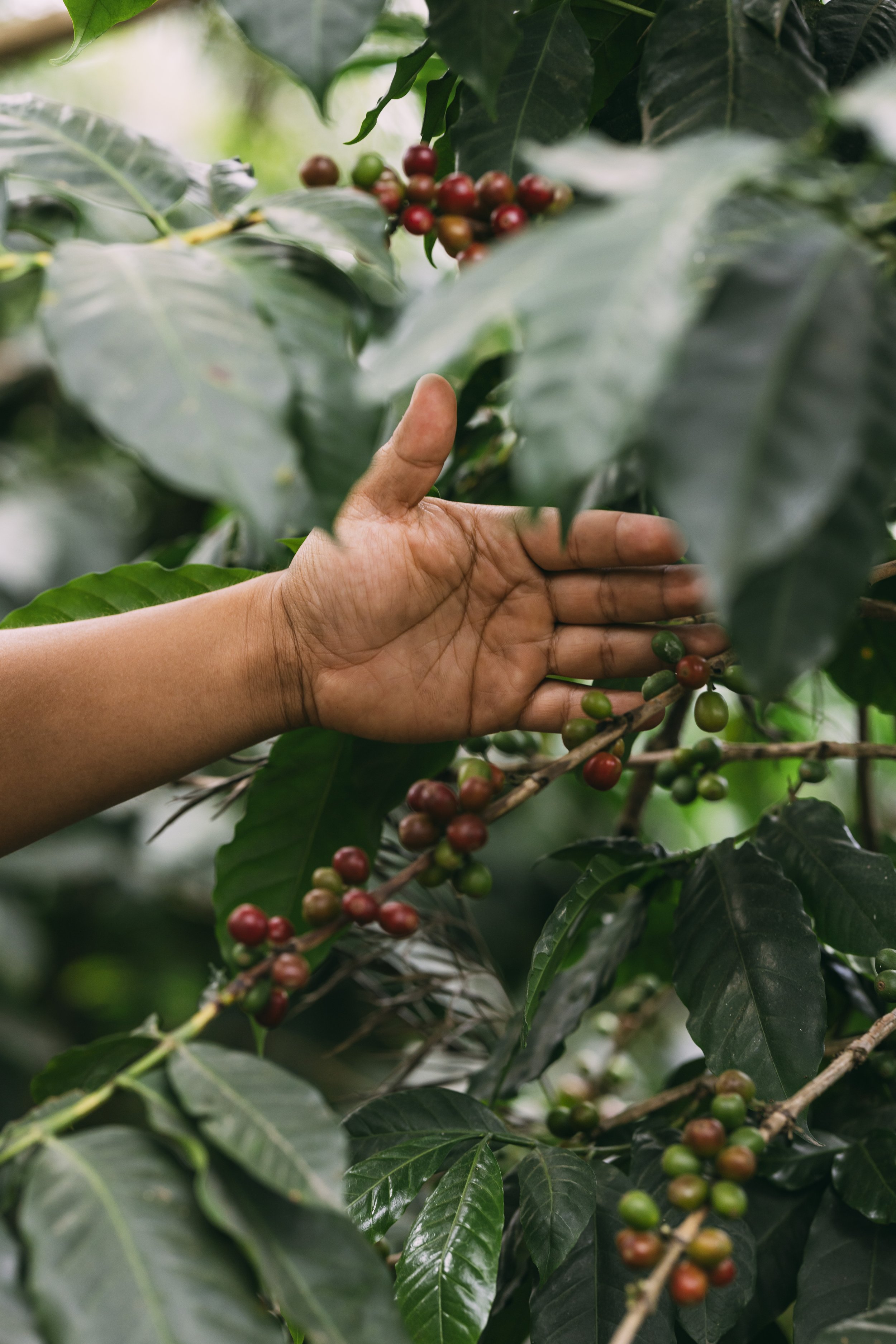 Flashpack_2025_Guatemala_Coffee_Farm_Visit_Alina_Tsvor9342.jpg