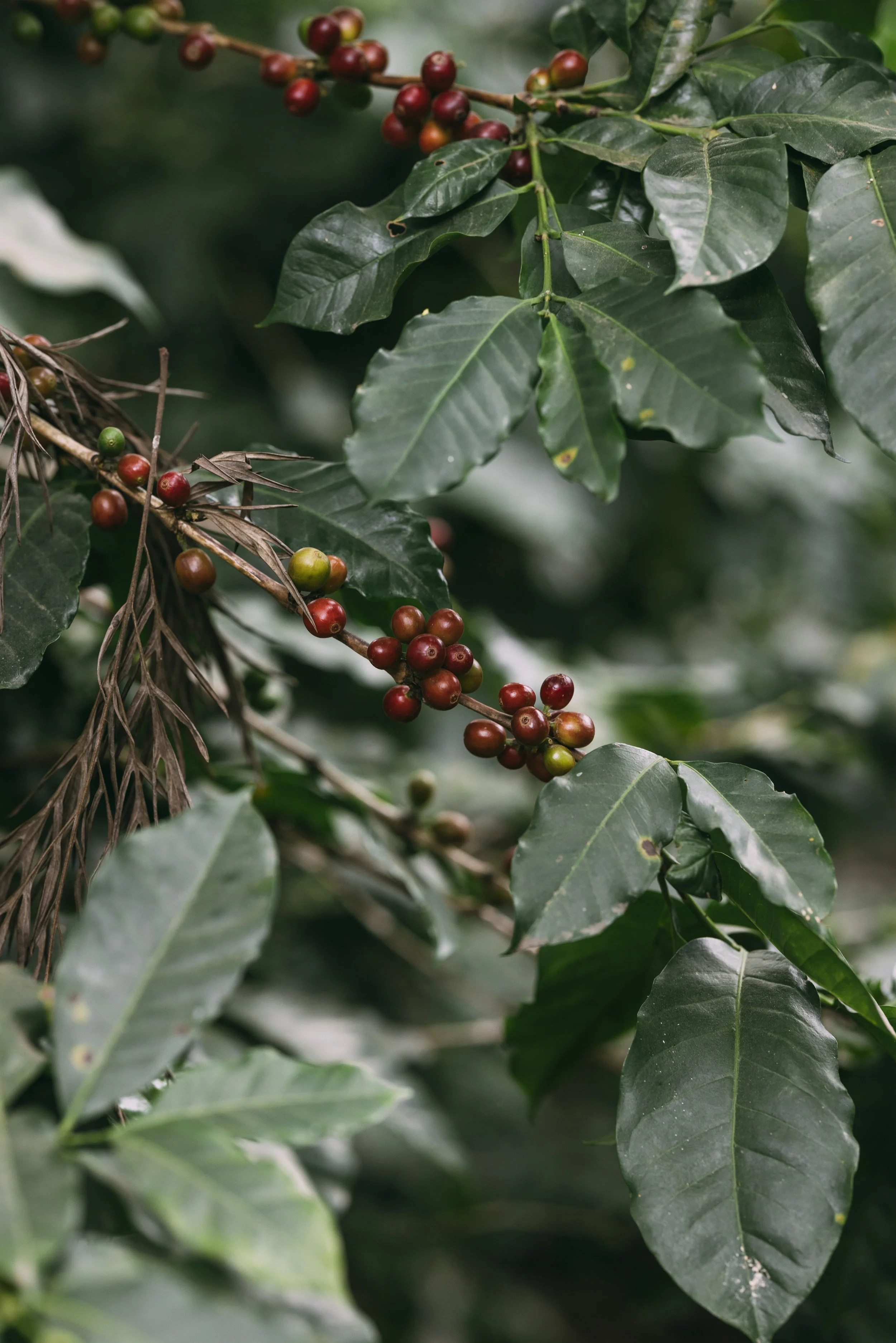 Flashpack_2025_Guatemala_Coffee_Farm_Visit_Alina_Tsvor9326.jpg