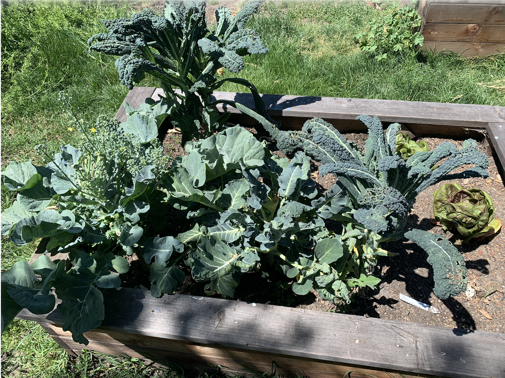 Lacinato Kale