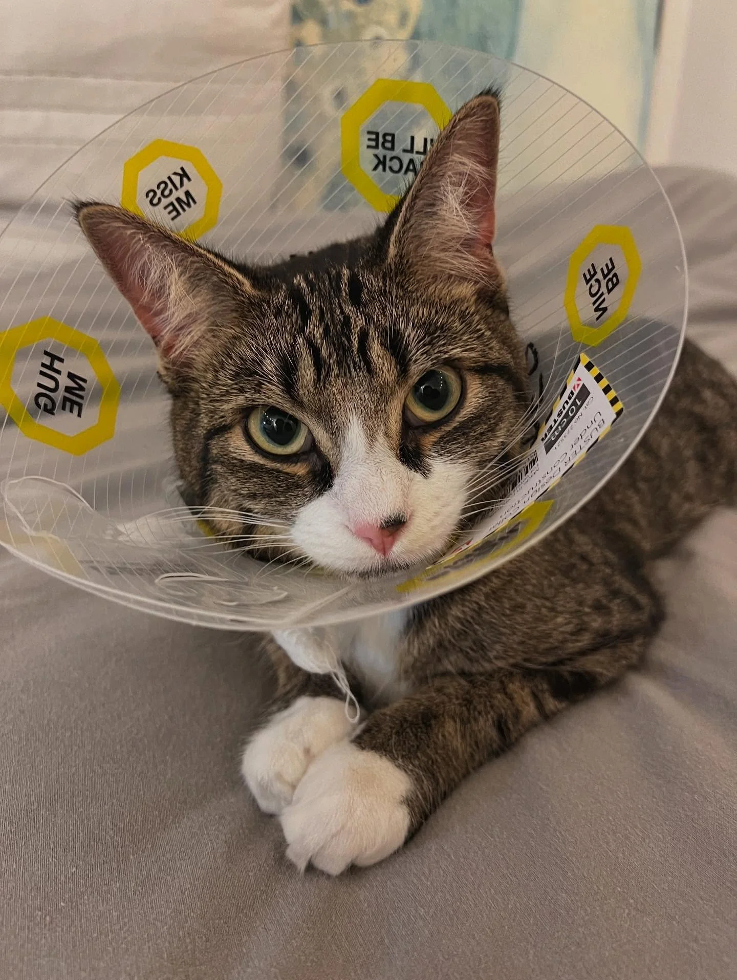 ep. 94 just dropped ✨ 

this week, three Carleton students take us on a journey through stories of immigration, the quiet rhythms of apartment life, and the surprising ways community care shows up when we need it most. 🎙️🎶🐾 

tune in to hear how s