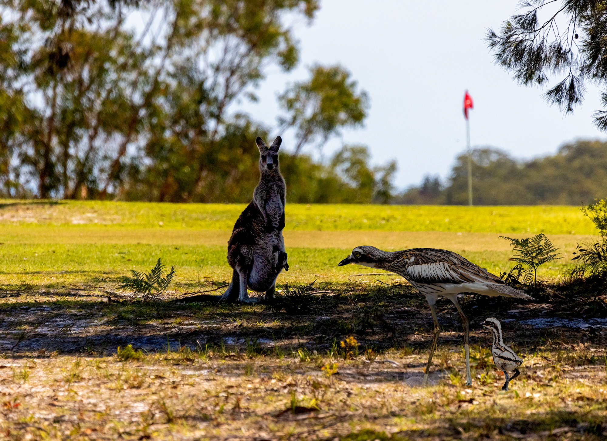 NSI Golf Club Minjerribah Photography Awards