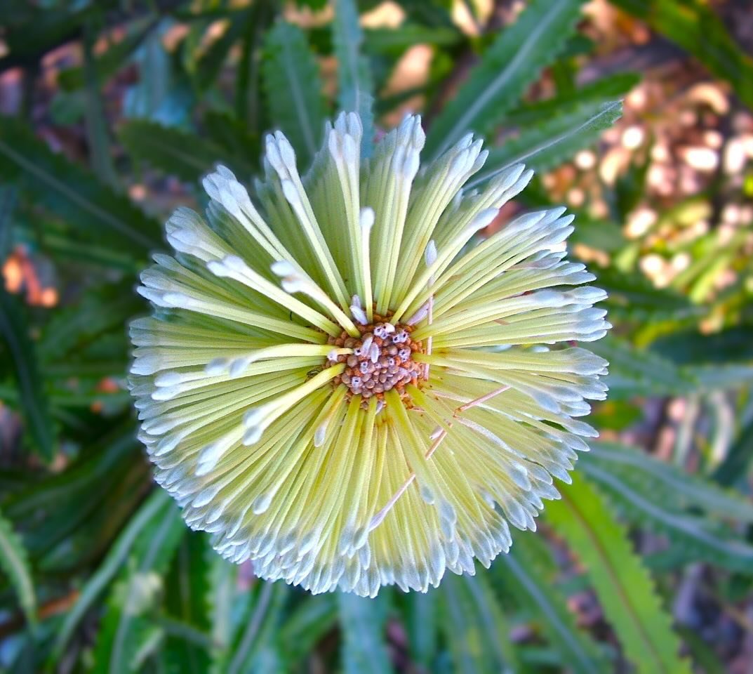 Our young winner of the NSI Golf Club&rsquo;s Minjerribah Photography Awards High School category has captured an iconic Australian flower and club favorite, unmistakable in appearance, it is of course the Banksia. &nbsp;

Lanterns full of glowing ne
