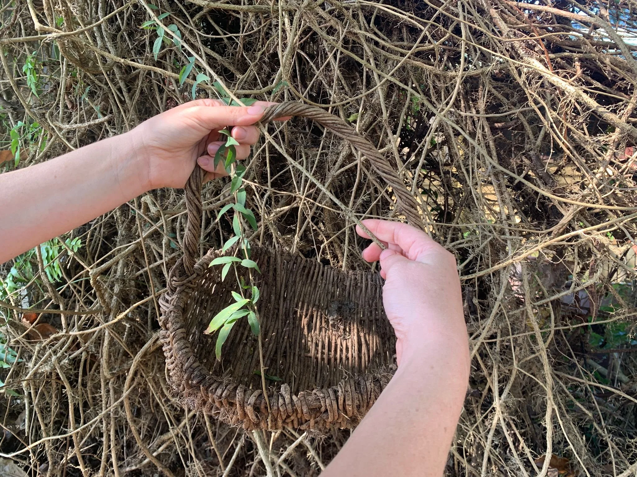 Basket Weaving with Cats Claw