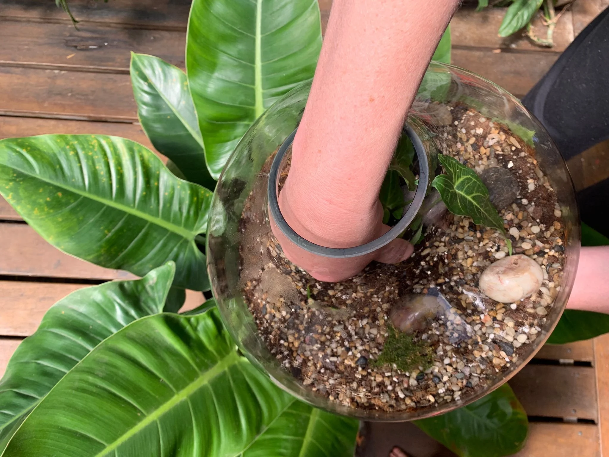 Terrarium Naturescapes