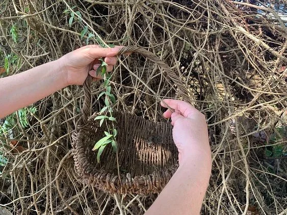 🌿 HAPPENING TODAY @ 3PM! 🌿

Join island artist Lauri Andersen for a beautiful, hands-on Basket Weaving with Cat&rsquo;s Claw Workshop &mdash; part of the 2025 Straddie Arts Trail at Seventeenth Door Studio, Dunwich. 

Transform an invasive vine int