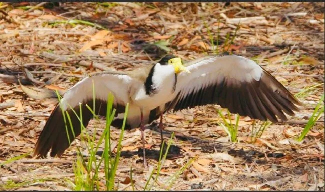📢

Announcing the 2025 NSIGC Minjerribah Photography Awards: The Beauty of Birds - Primary School Category Winner

We are thrilled to celebrate the incredible talent of our young photographers in the Primary School Category of this year&rsquo;s awar