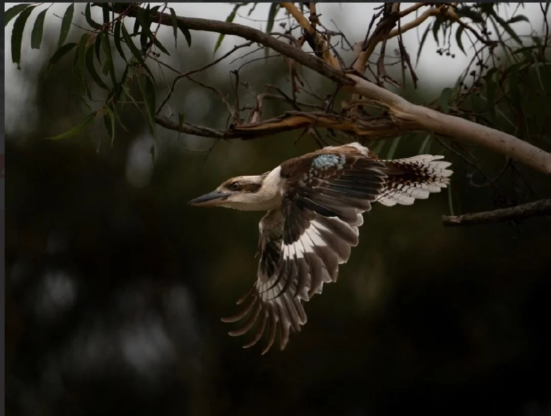 🥁✨ DRUM ROLL PLEASE&hellip; ✨🥁

We are delighted to announce the WINNER of the 
NSIGC Minjerribah Photography Awards - Aunty Margaret and Uncle Pat Iselin Award 

Open Category, proudly sponsored by QYAC / Quampi with a $1,000 cash prize.

🏆 Winne