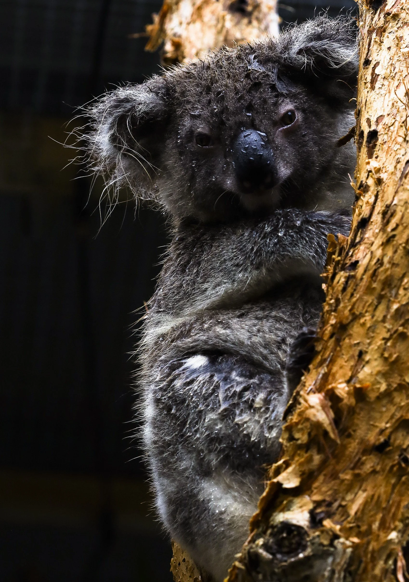IMG_6553-Edit.jpg