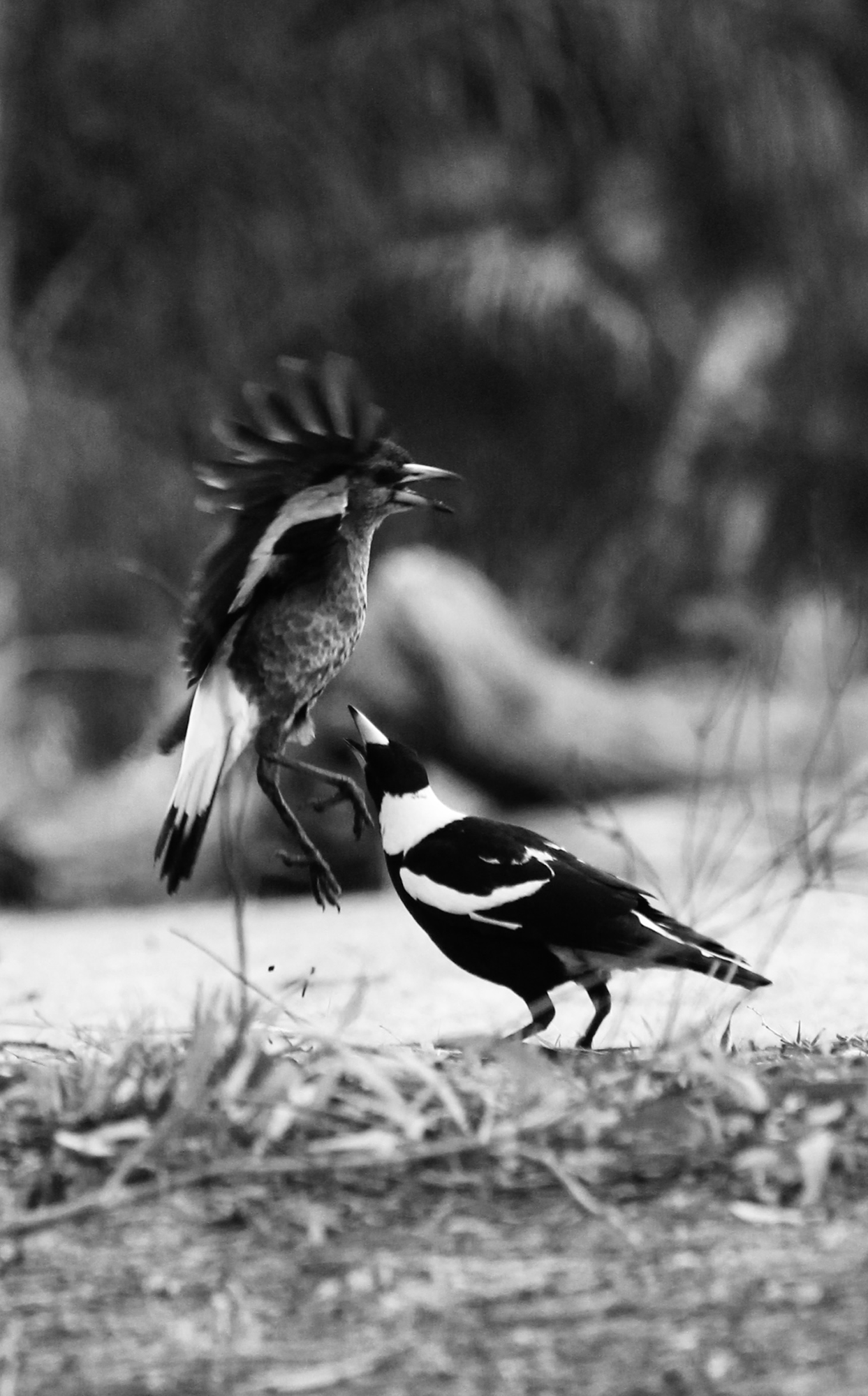 photoawards+21-IMG_7490.png