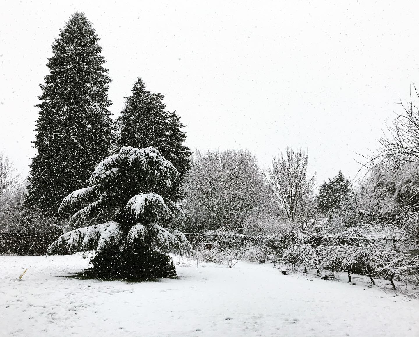 It&rsquo;s snowing in Salem, Oregon! #snow #雪